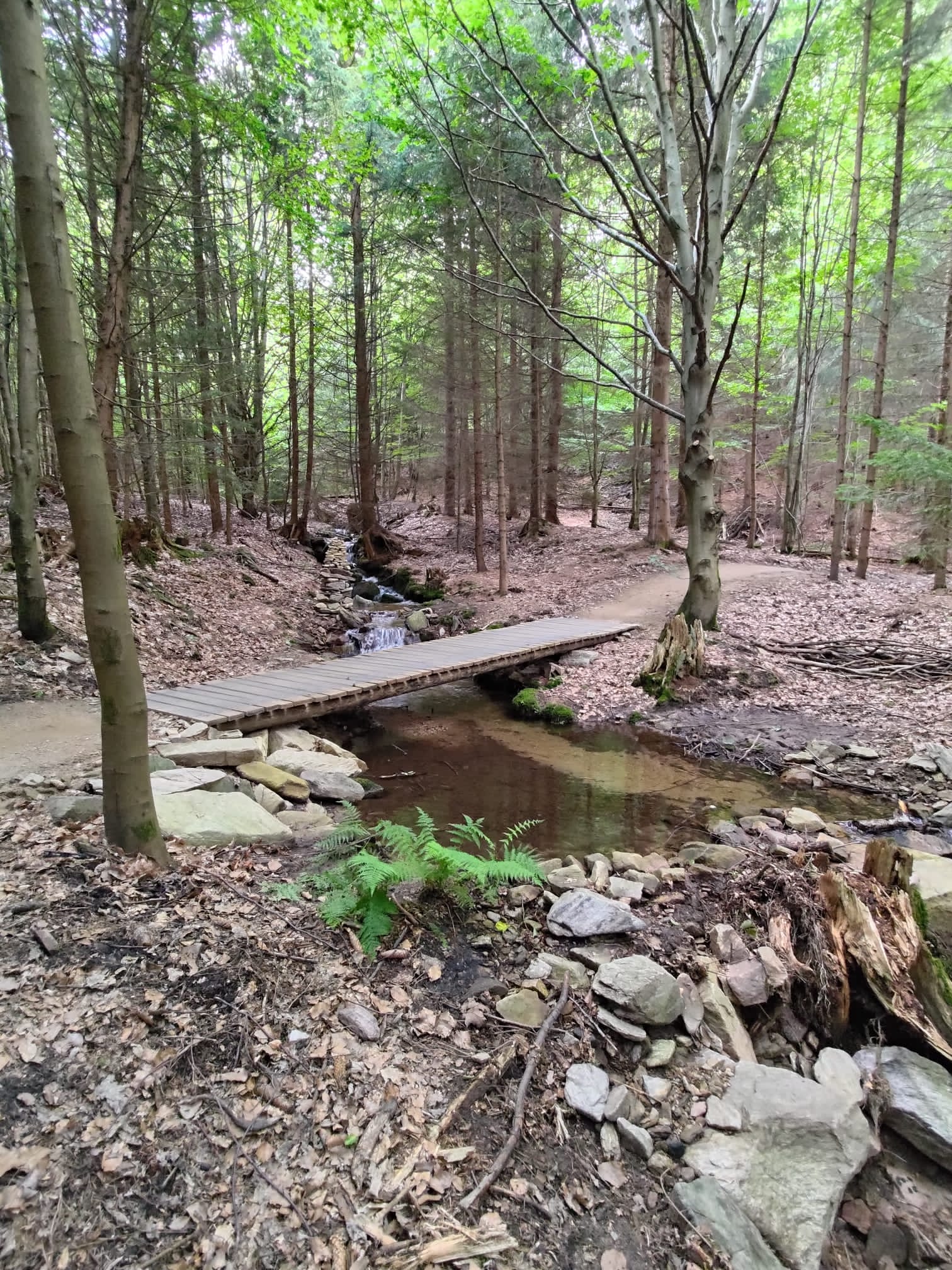 Cyklostezky Orlické hory